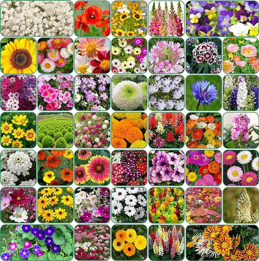 VARIETIES OF FLOWER SEEDS (PACK OF 100) + PLANT GROWTH SUPPLEMENT FREE